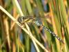 Migrant Hawker