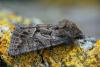 Copper Underwing moth