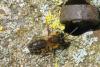 Andrena sp.