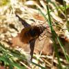 Bombylius major