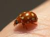 Cream spot ladybird