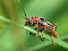 Soldier beetle - Cantharis rustica