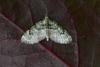 V-pug - Chloroclystis v-ata, Geometridae moth, lepidoptera
