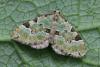 Green Carpet moth, Colostygia pectinataria