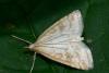 Udea lutealis