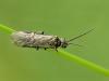 Sawfly - Dolerus sp.