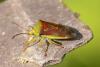 A Birch Shieldbug