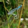Common Blue Damselfly