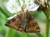 Burnet Companion Moth
