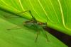 Speckled bush cricket - Leptophyes punctatissima.