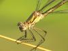 Emerald Damselfly
