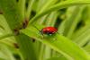 Scarlet Lily Beetle