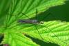 Limoniidae sp.