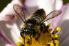 Megachile sp