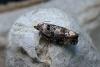 Oak Gall Moth (Pammene argyrana)