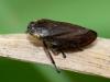 Common Froghopper