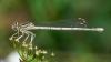 Platycnemis pennipes white-legged damselfly