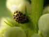 22-spotted ladybird