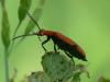 Pyrochroa serraticornis, coleoptera, beetle, cardinal