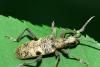 Rhagium mordax