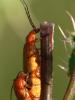 Soldier Beetle - Rhagonycha fulva