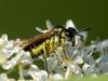 Sawfly Tenthredo sp