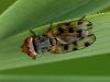 Fruit Fly Tephritid sp.