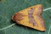 Lunar Underwing Moth