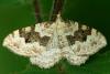 Silver-ground Carpet Xanthorhoe montanata, geometridae moth