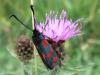 Six-spot Burnet - Zygaena filipendulae