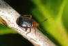Capsus ater