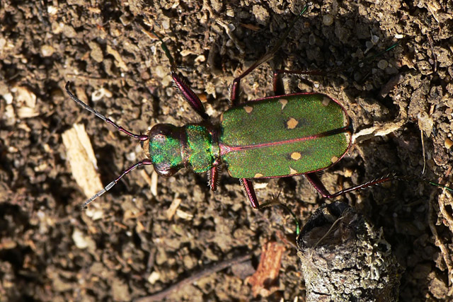 Cicindela campestri