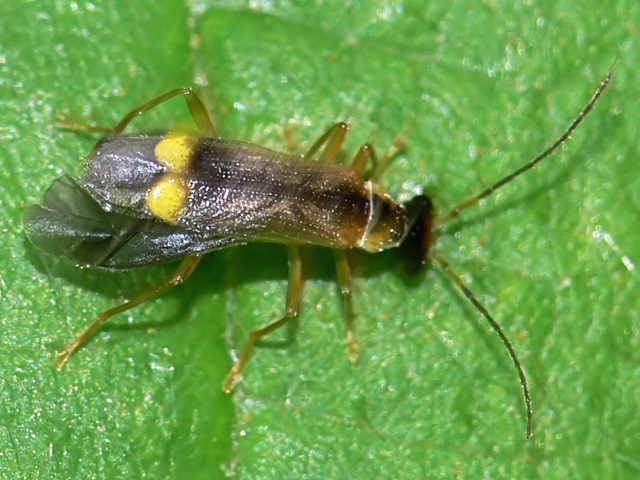 Malthinus seriepunctatus