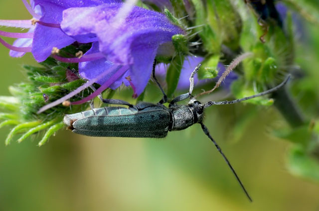 Phytoecia coerulescens