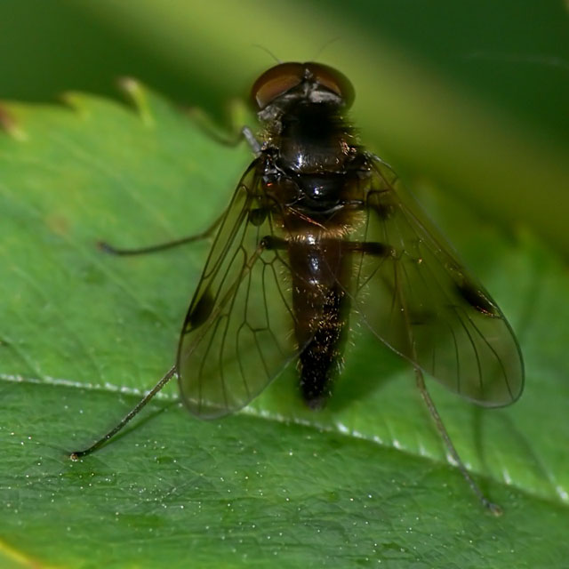 Chrysopilus cristatus