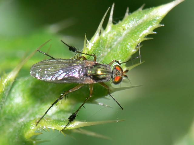 Dolichopus plumipes