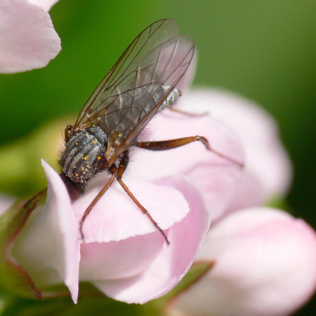 Empis sp.