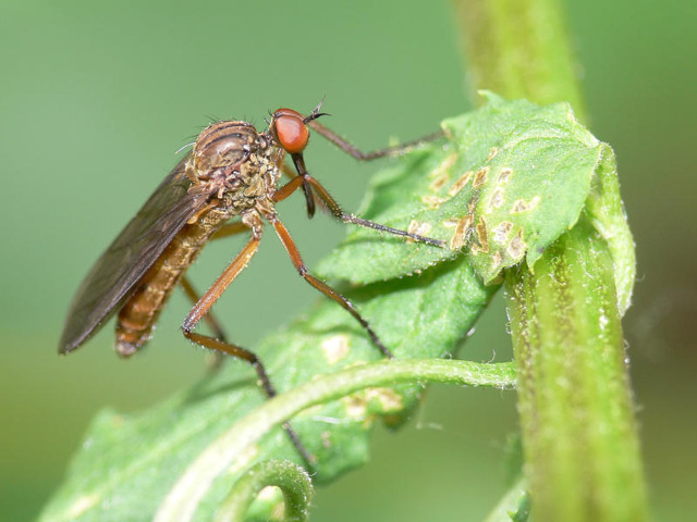 Dance Fly - Empis livida