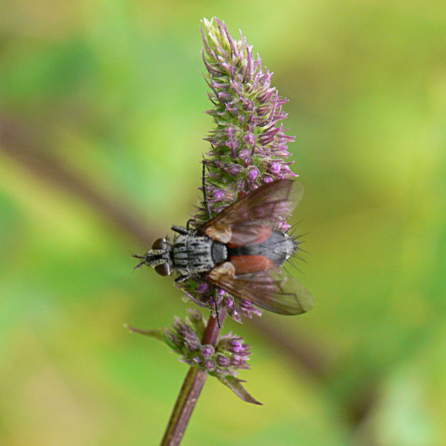 Tachnid on mint