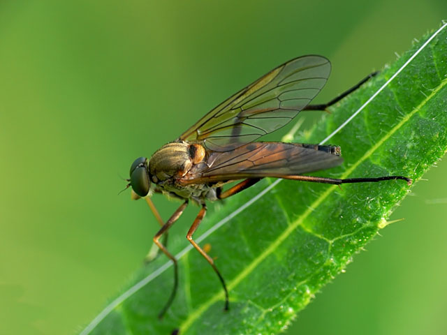 Rhagio tringarius - Snipe Fly