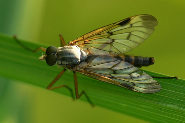 Rhagio scolopaceus