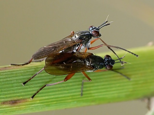 Sepedon sphegea
