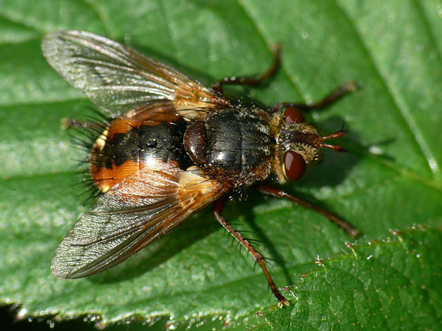 Tachina fera, parasite diptera