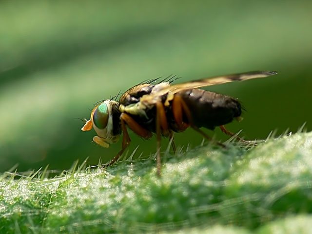 Thistle Gall Fly - Urophora stylata