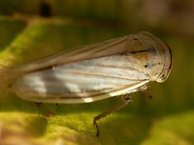 Athysanus argentarius