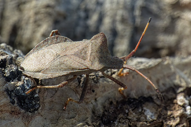 Coreus marginatus