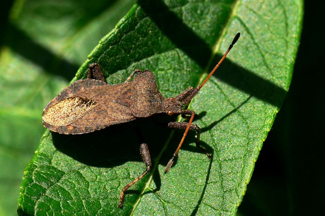 Coreus Marginatus.