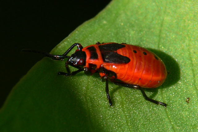 Pyrrhocoris apterus nymph