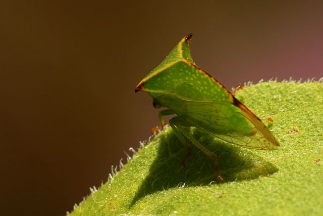 Stictocephala bisonia - Buffalo Treehopper