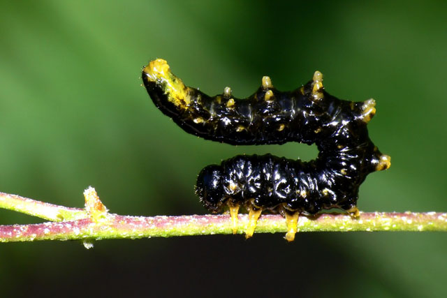 Croesus latipes sawfly larvae hymenoptera symphyta